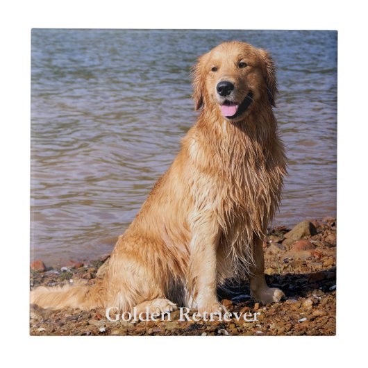Sitzendes golden retriever fliese (Vorderseite)