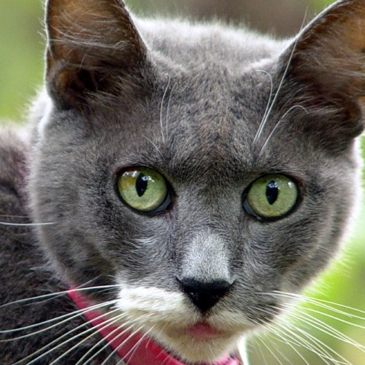 Sitzkarte für Haustiere Visitenkarte