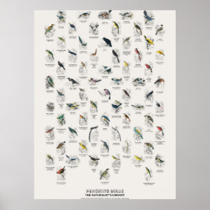 Sitzvögel - Naturalist's Library Poster