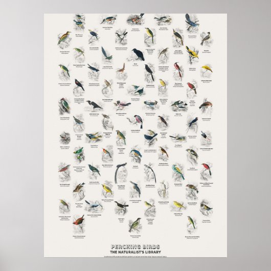 Sitzvögel - Naturalist's Library Poster (Vorne)