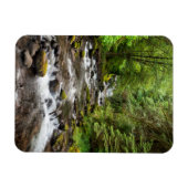Siuslaw National Forest | Süßcreme Magnet (Horizontal)