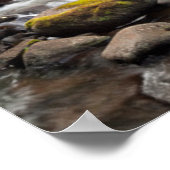 Siuslaw National Forest | Süßcreme Poster (Ecke)