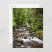 Siuslaw National Forest | Süßcreme Postkarte (Vorne/Hinten)