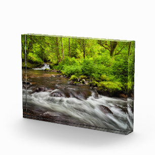 Siuslaw National Forest, Sweet Creek, Oregon Fotoblock