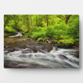 Siuslaw National Forest, Sweet Creek, Oregon Fotoplatte (Vorderseite)