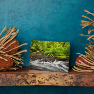 Siuslaw National Forest, Sweet Creek, Oregon Fotoplatte