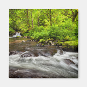 Siuslaw National Forest, Sweet Creek, Oregon Magnet