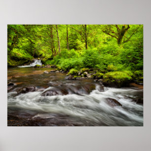 Siuslaw National Forest, Sweet Creek, Oregon Poster