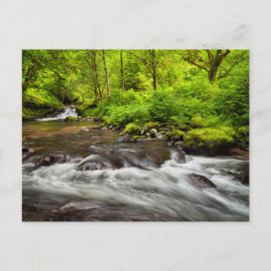 Siuslaw National Forest, Sweet Creek, Oregon Postkarte