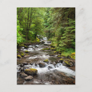 Siuslaw National Forest   Sweet Creek Postkarte