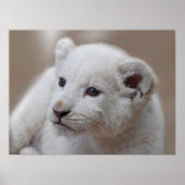 Six week old white baby lion cub poster (Vorne)