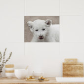 Six week old white baby lion cub poster (Küche)