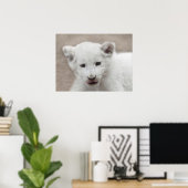 Six week old white baby lion cub poster (Heimbüro)