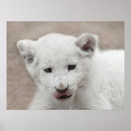 Six week old white baby lion cub poster (Vorne)