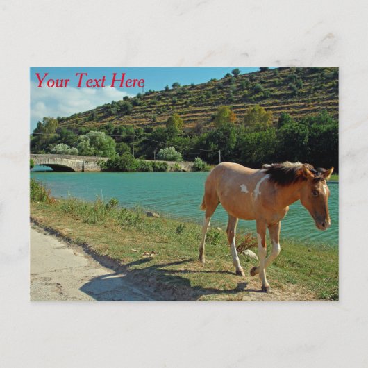 Sizilianisches Pferd mit individualisierbarer Post Postkarte (Vorderseite)