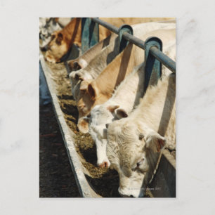 Sizilien, Italien Postkarte
