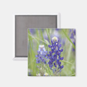 SJefferson Texas Bluebonnets Serie #1 Magnet (Vorderseite/Rückseite)