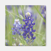 SJefferson Texas Bluebonnets Serie #1 Magnet (Vorne)
