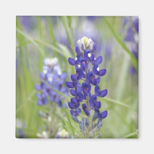 SJefferson Texas Bluebonnets Serie #1 Magnet (Vorne)