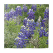 SJefferson Texas Bluebonnets Serie #2 Fliese (Vorderseite)