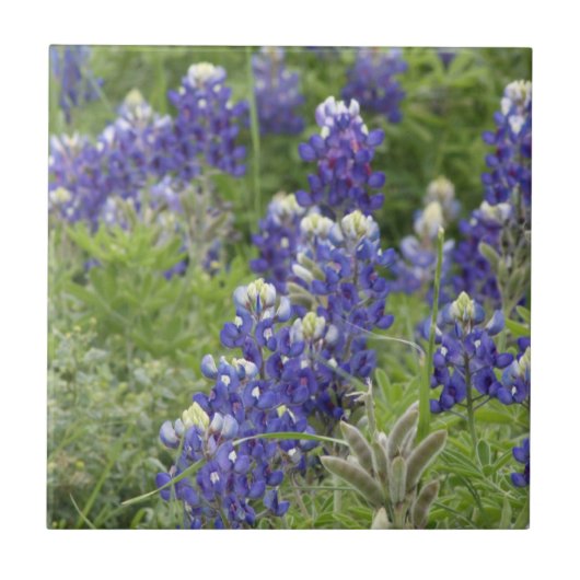 SJefferson Texas Bluebonnets Serie #2 Fliese (Vorderseite)
