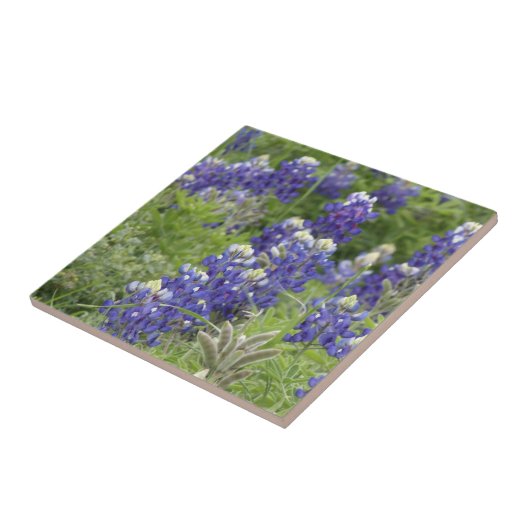 SJefferson Texas Bluebonnets Serie #2 Fliese (Seite)