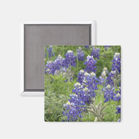 SJefferson Texas Bluebonnets Serie #2 Magnet (Vorderseite/Rückseite)