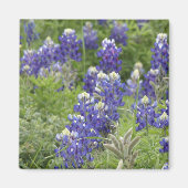 SJefferson Texas Bluebonnets Serie #2 Magnet (Vorne)