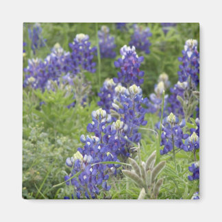SJefferson Texas Bluebonnets Serie #2 Magnet