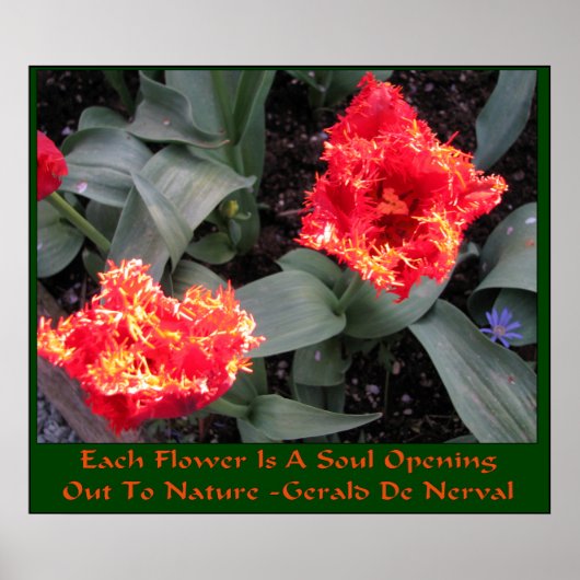 Skagit Tulip Tulip Poster (Vorne)