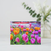 Skagit Valley Tulip Postcard Postkarte (Stehend Vorderseite)