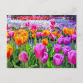 Skagit Valley Tulip Postcard Postkarte (Vorderseite)