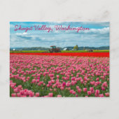 Skagit Valley Tulip Spring Postkarte (Vorderseite)