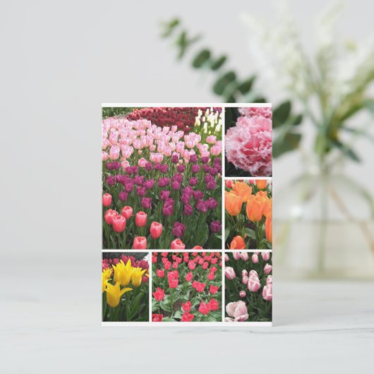 Skagit Valley, WA tulips Postkartenkollektion Postkarte (Stehend Vorderseite)