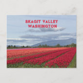 Skagit Valley Washington State Tulpe Postkarte (Vorderseite)