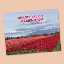 Skagit Valley Washington State Tulpe