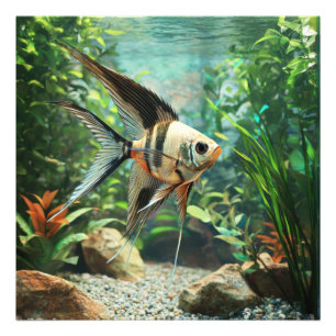 Skalarfisch schwimmt im Süßwasseraquarium Fotodruck