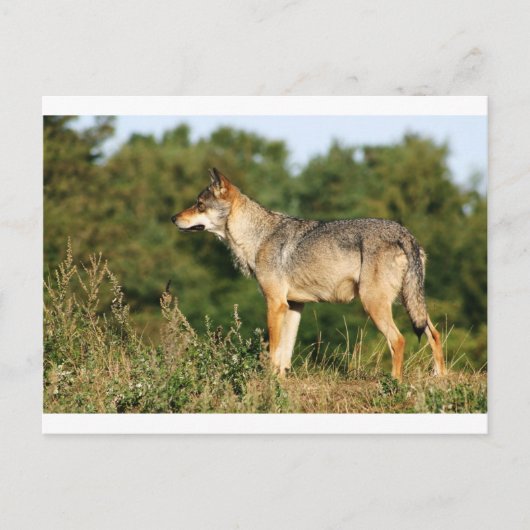 Skandinavier Grauwolf Postkarte (Vorderseite)