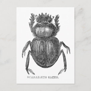 Skarabäus Käfer Vintage Zeichnung mit Feder und Ti Postkarte