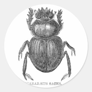 Skarabäus Käfer Vintage Zeichnung mit Feder und Ti Runder Aufkleber