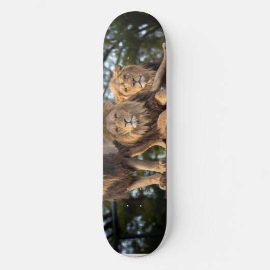 Skateboard (Vorderseite)