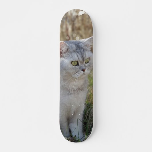 Skateboard Atento gato británico de pelo corto (Vorne)