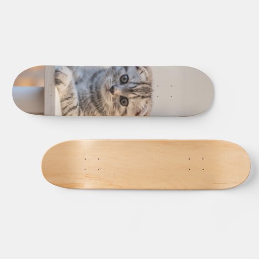Skateboard Atento gato de raza fold escocés (Horizontal)