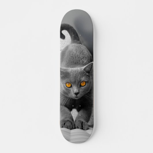 Skateboard Curioso gato británico de pelo corto (Vorne)
