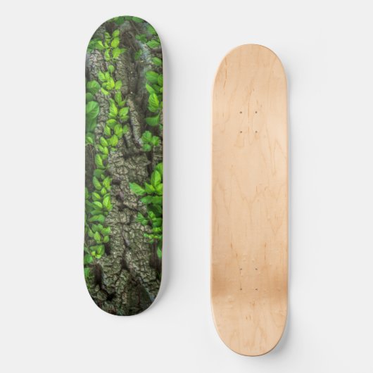 Skateboard Deck der Waldbaume (Vorderseite)