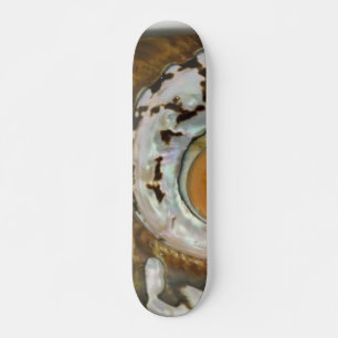 Skateboard für Muschel auf See