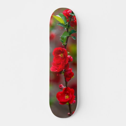 Skateboard für Skateboard (Vorne)