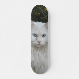 Skateboard Gato blanco angora turco ojos azules