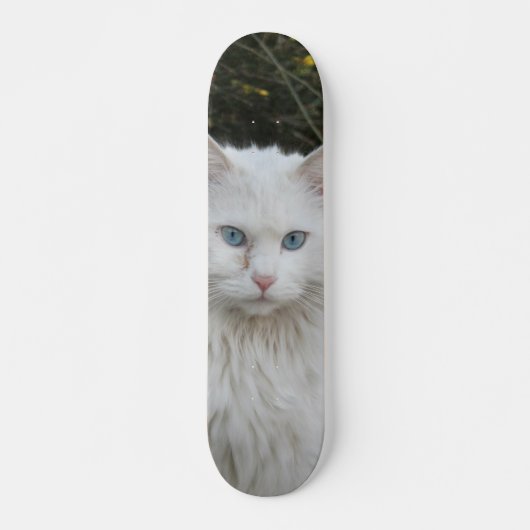 Skateboard Gato blanco angora turco ojos azules (Vorne)