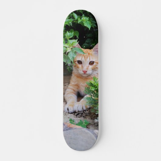 Skateboard Gato descansa atento para cazar (Vorne)